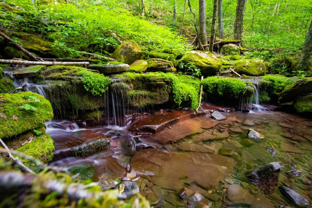 Lush green plants surround a stream