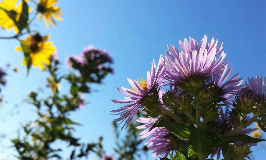 Flowers and sunshine