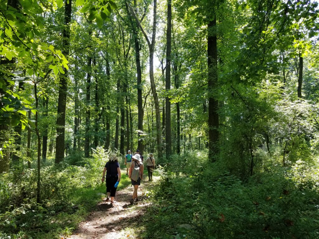 A group of hikers on a trail with dappled sunlight