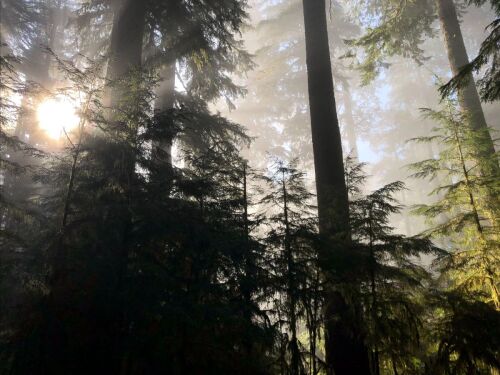Sun peeks through tall trees in Oregon