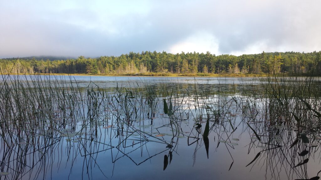 Reflections on a marshy area of a lake in Maine