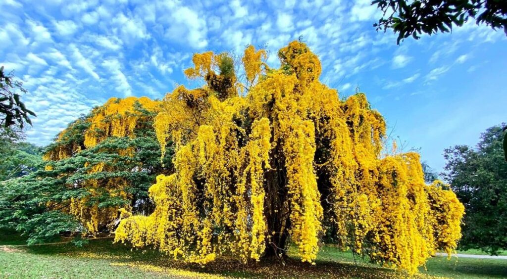 Yellow peradeniya flowers in bloom on a tree.